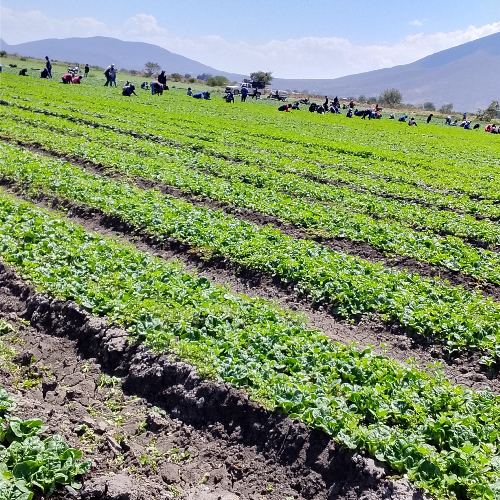 Campo d